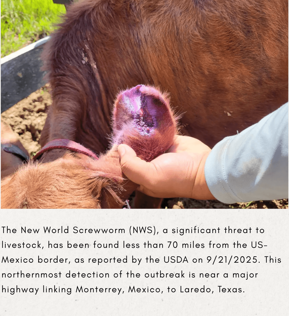 New World screwworm found near US-Mexico border