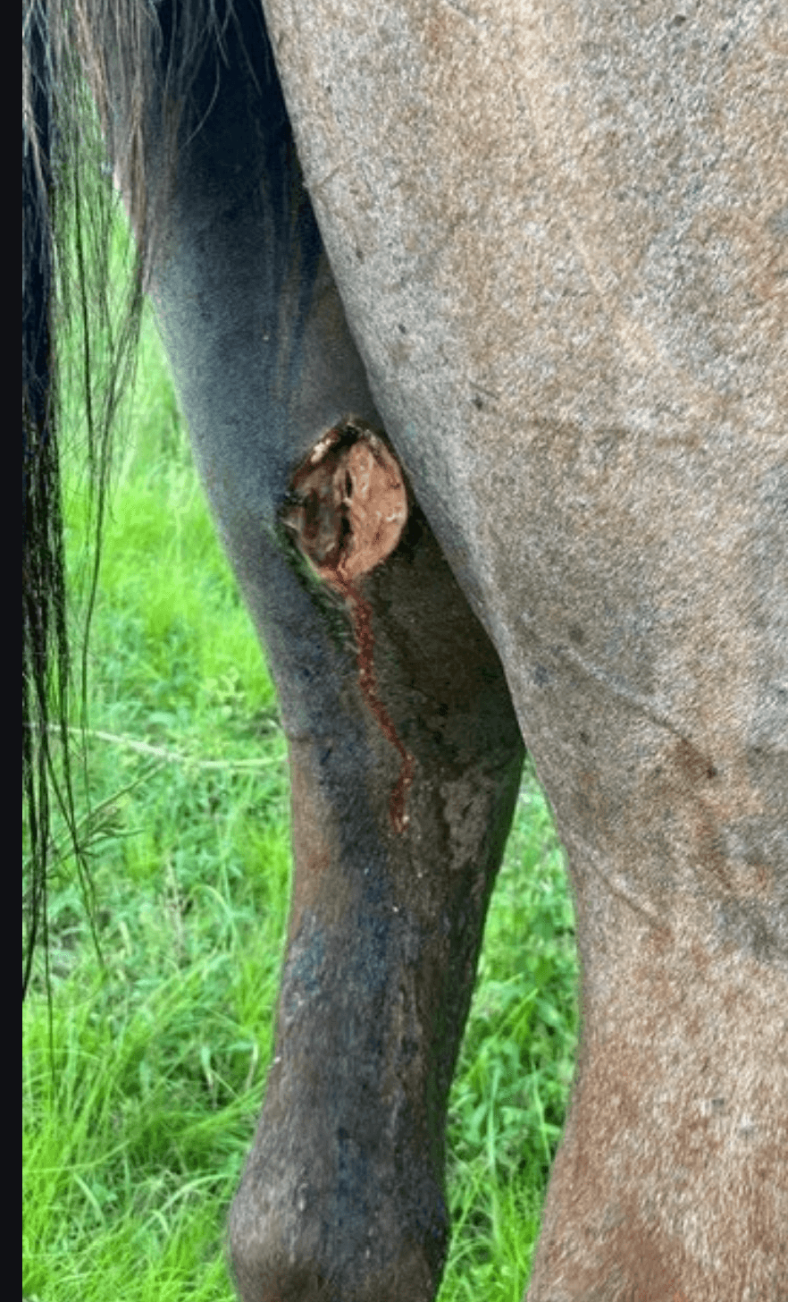Screwworm wound on horse